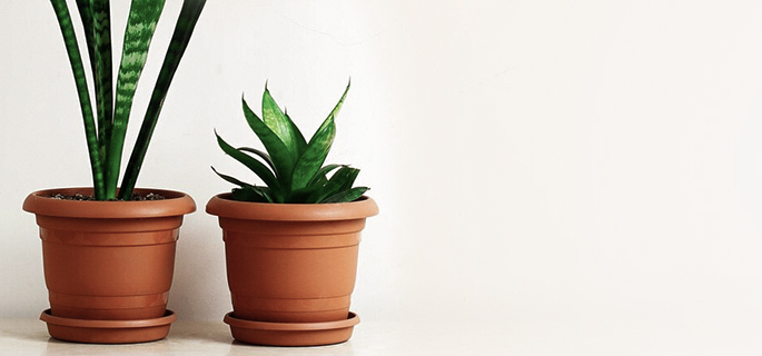 10 x Barrière protectrice - Taille L